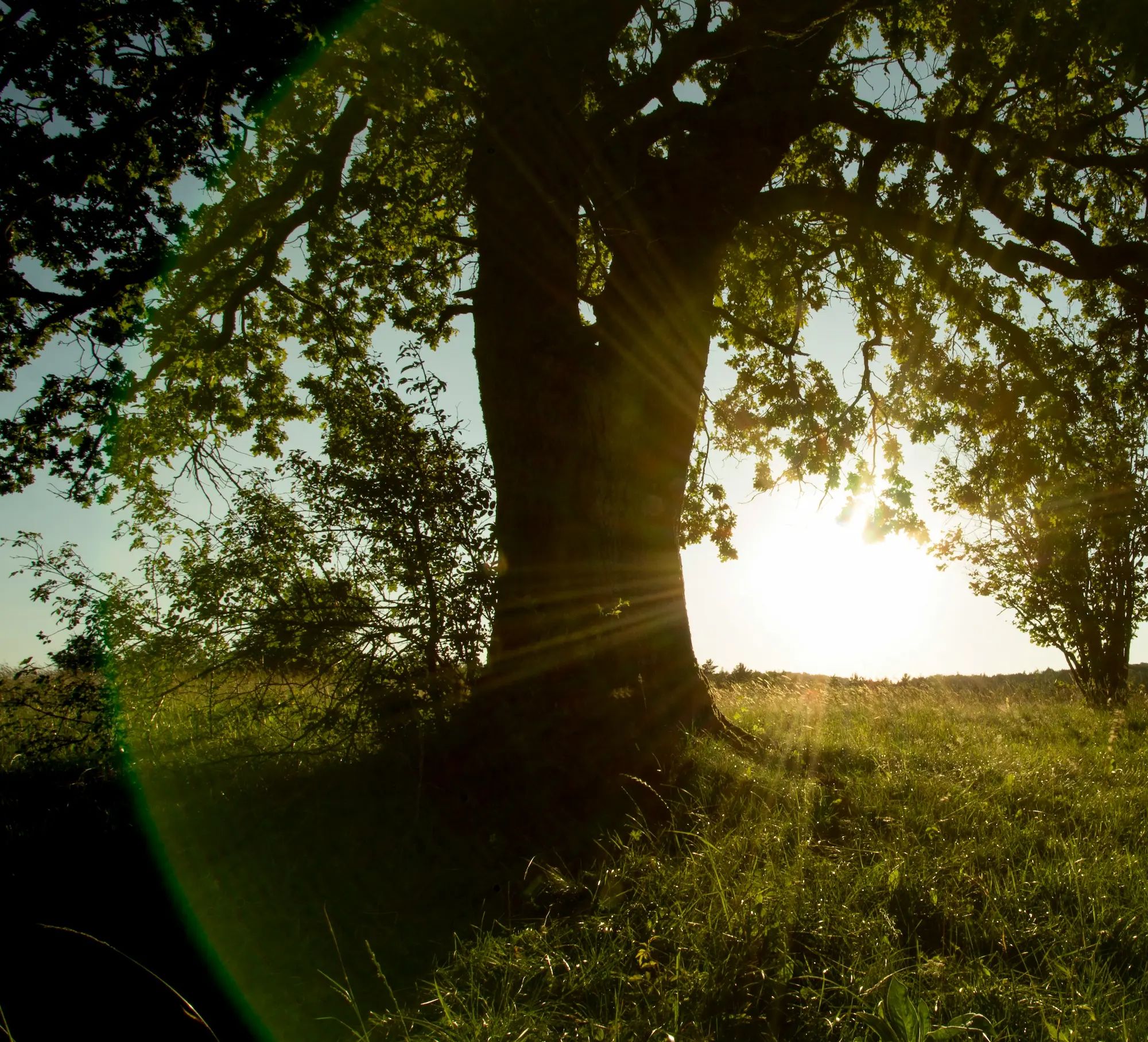 Tree with lush foliage, sunlight streaming through branches, grassy meadow, tranquil scene, nature, backlit silhouette.