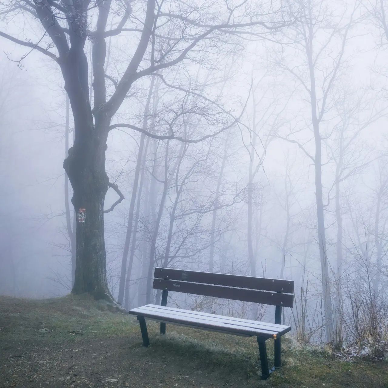 Foggy forest scene with a solitary bench, bare trees, and mist. Calm and serene atmosphere.